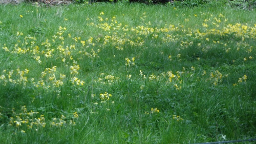 Cowslips at Raleigh Pond